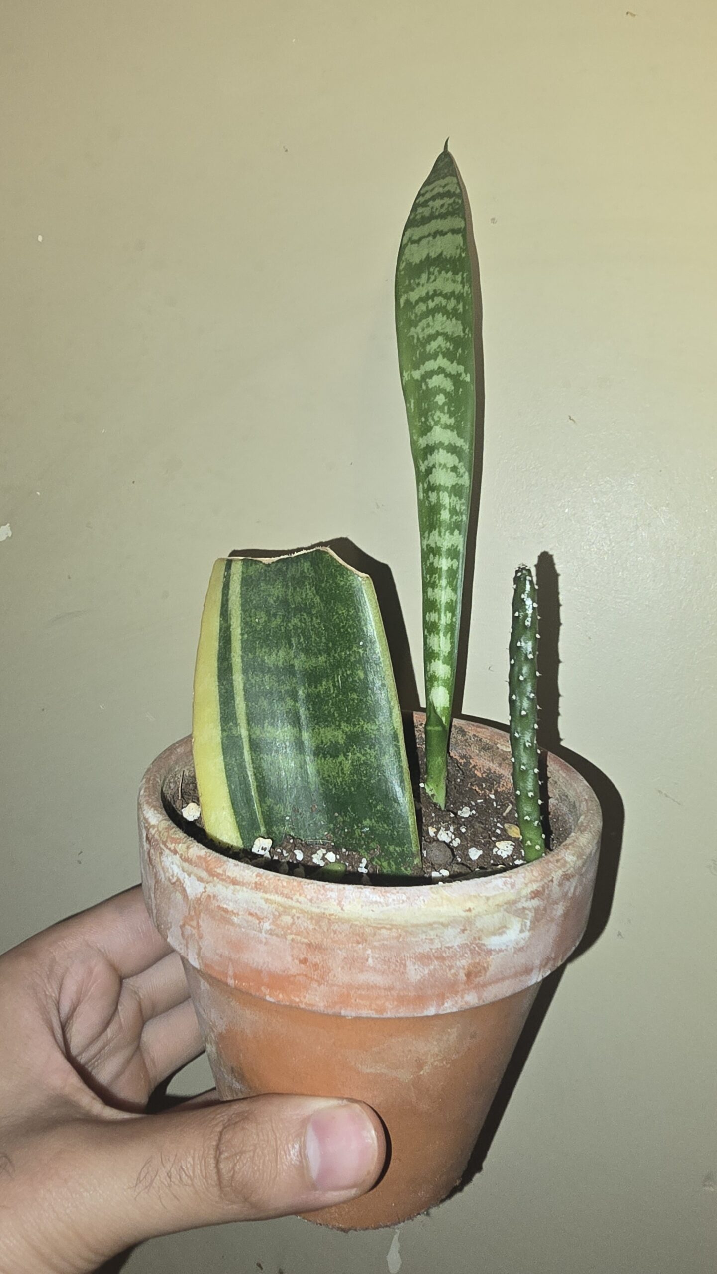 The snake plant survivor in a terracotta pot